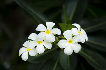yellow plumeria  flowerの写真素材