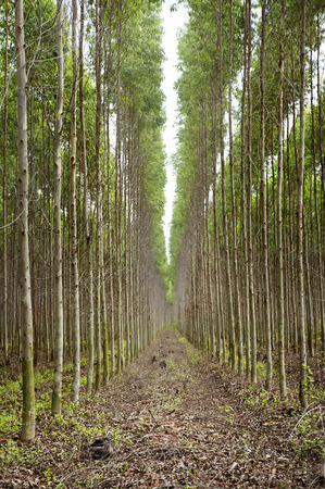 Plantation of Eucalyptus for paper industry in thailandの写真素材
