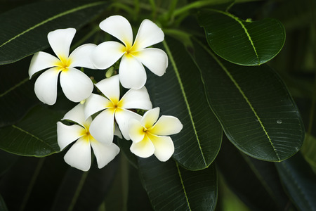 yellow plumeria  flowerの写真素材
