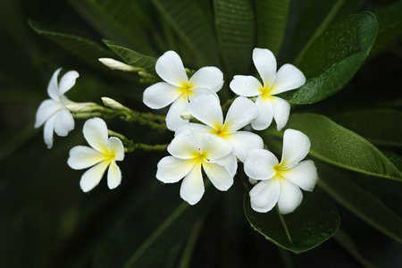 yellow plumeria  flowerの写真素材