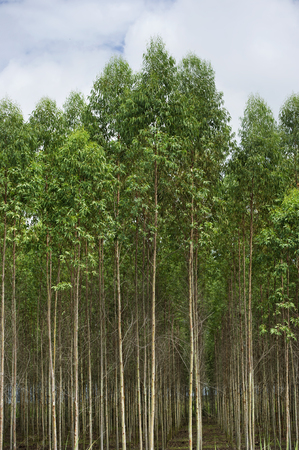 Plantation of Eucalyptus for paper industry in thailandの写真素材