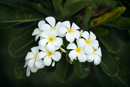 yellow plumeria  flowerの写真素材