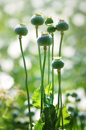 Poppy plant raw opiumの写真素材