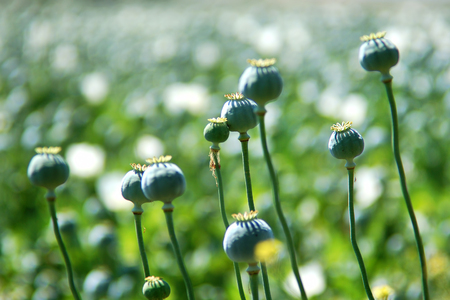 Poppy plant raw opiumの写真素材