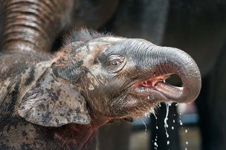 Young asia elephant drinking water at elephant park in thailandの写真素材