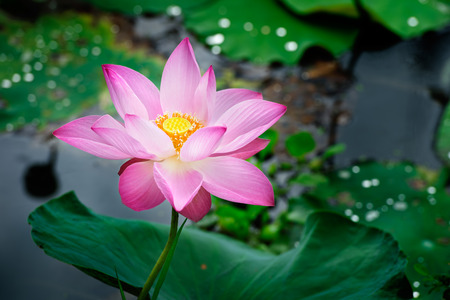 Pink lotus with natural light.の写真素材