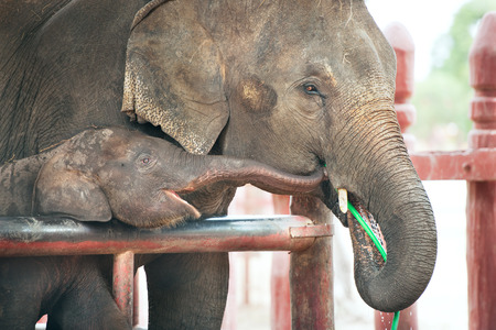 Asian baby elephant and her motherの写真素材