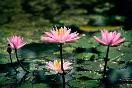 Pink lotus with natural light.の写真素材
