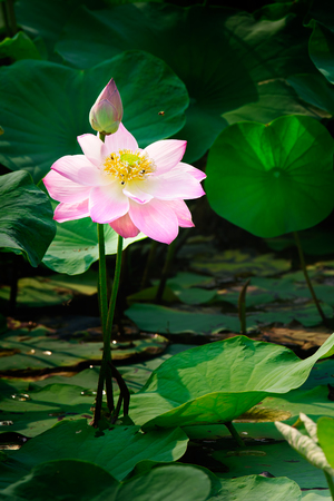 Pink lotus with natural light.の写真素材
