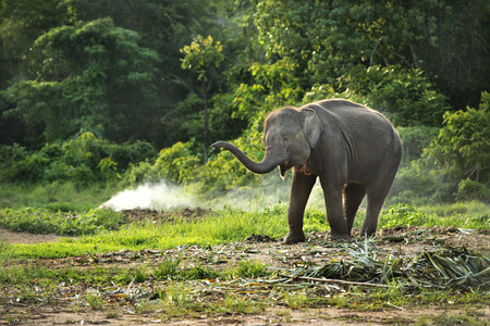 Baby elephant enjoy in open zooの写真素材