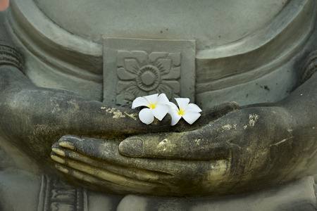 flower in buddha handの写真素材