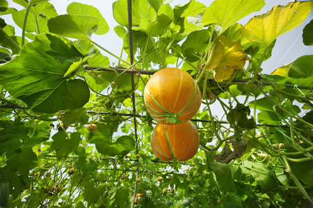 fresh  pumpkin in a modern agricultural gardenの写真素材