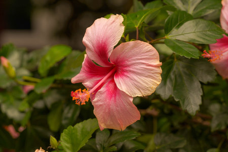 Hibiscus flowers in perfect condition, light pink. The color contrasts with the glossy dark green leaves. The flower stalks are full of pollen and haven't fallen off yet. The background is blurry.の写真素材