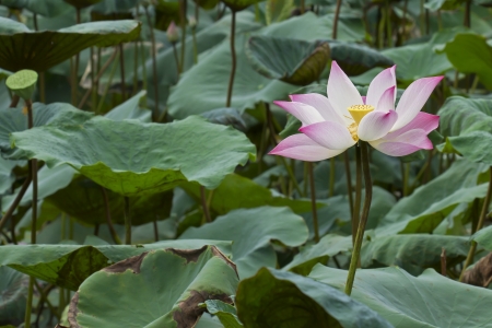 Lotus flower and Lotus flower plantsの写真素材