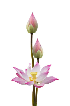 Lotus flower isolate on white の写真素材
