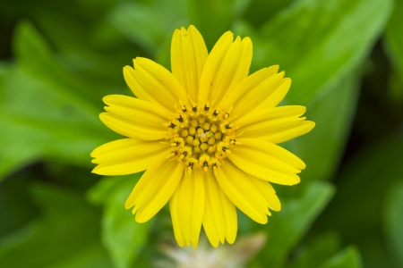 Beautiful  yellow flowers in Thailandの写真素材
