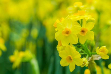 Daffodil (Narcissus) yellow in the gardenの写真素材