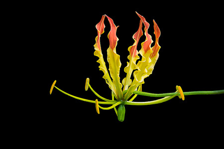 Beautiful of climbing Lily flower isolate with black background by selective focus.The wildflowers in Thailand.の写真素材