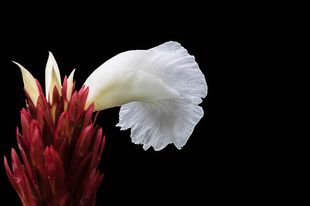 Beautiful crape ginger flower or Costus speciosus isolate with black background by selective focus. The wildflowers on roadside in Thailand.の写真素材