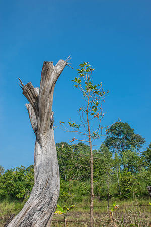 The big tree was cut and die at the roadside and sky background.の写真素材