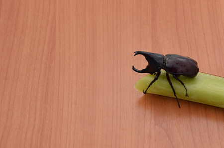 Male Rhinoceros beetle  sticks on  banana stalks on the wooden.の写真素材