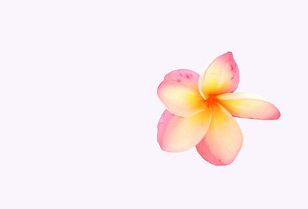Colorful of Panicle of Plumeria flower on white background.の写真素材