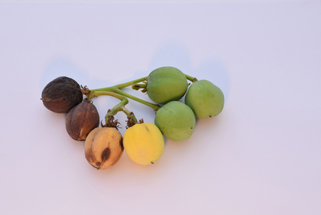 Ripe fruit of  Purging Nut , Barbados nut on white background.の写真素材