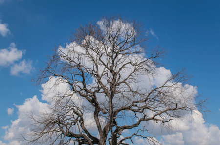 Dead of  trees with beautiful cloud and sky background in the evening.