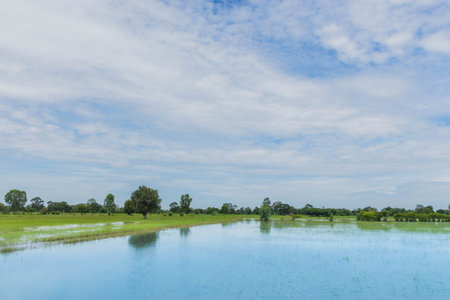 Damage from water flood and the rainstorm of green paddy rice field in Thailand.の写真素材