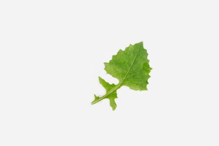 The surface texture of Emilia sonchifolia, Compositae leaves, Asteraceae leaf plant, Thailand herb with the white background.の写真素材