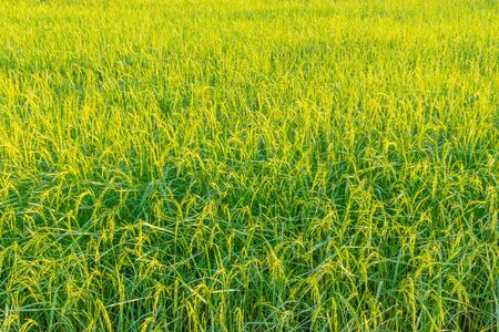 The season of the grain, mature reproductive stage of green paddy rice field in the morning.の写真素材