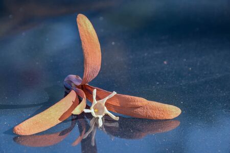 Shorea, White Meranti, Dipterocarpaceae flower and fruit seed fall down on the front car bonnet.の写真素材
