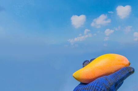 The hand with the glove are catching the ripe of mango with the blue skyの写真素材