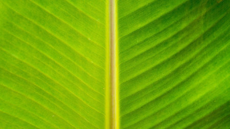 banana leaf texture background
