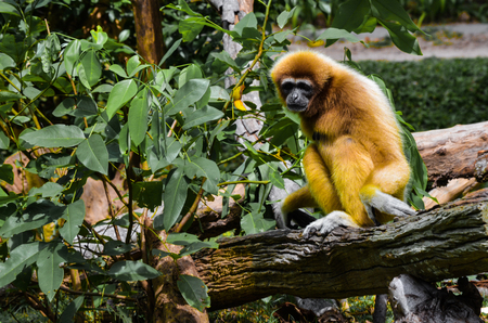 Gibbonの写真素材
