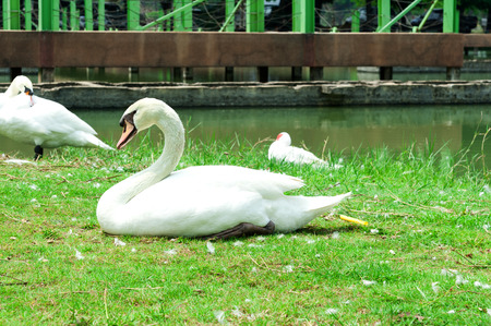 Beautiful Swansの写真素材