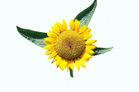 flowerの写真素材