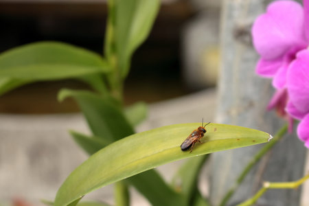 bug in the garden