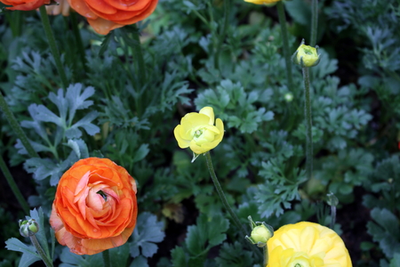 Flowers in the garden
