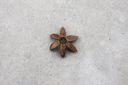 dried fruitの写真素材
