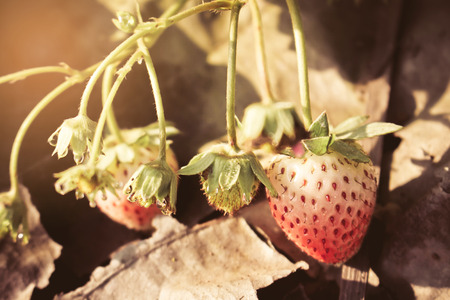 Closeup of red strawberries with planting strawberry background with sunriseの写真素材
