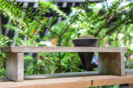 Cactus pot with a coneの写真素材