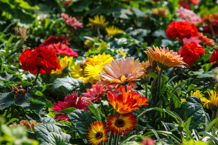 Beautiful flower in the morningの写真素材
