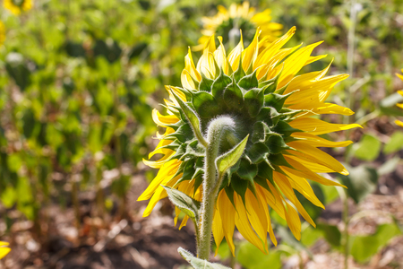 Photos back of sunflower in the filedの写真素材