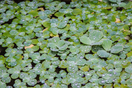 Floating pista stratiotes
