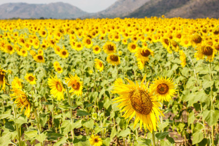Beautiful sunflower is bloomingの写真素材