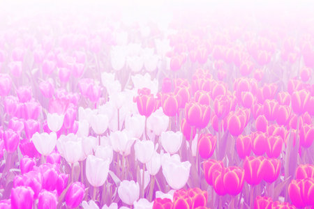 Beautiful light background, flower abstract backgroundの写真素材
