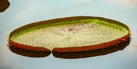 Large lotus leaves  on lakeの写真素材