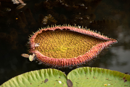 Large lotus leaves on lakeの写真素材