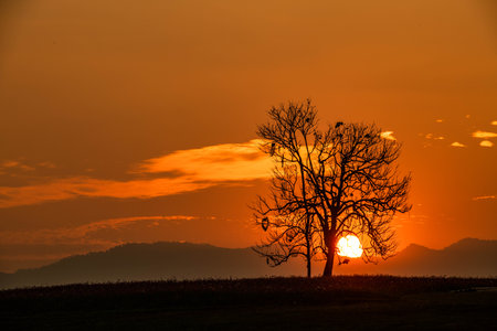 Sunset with lonely trees and surrounded by flowers and peopleの写真素材